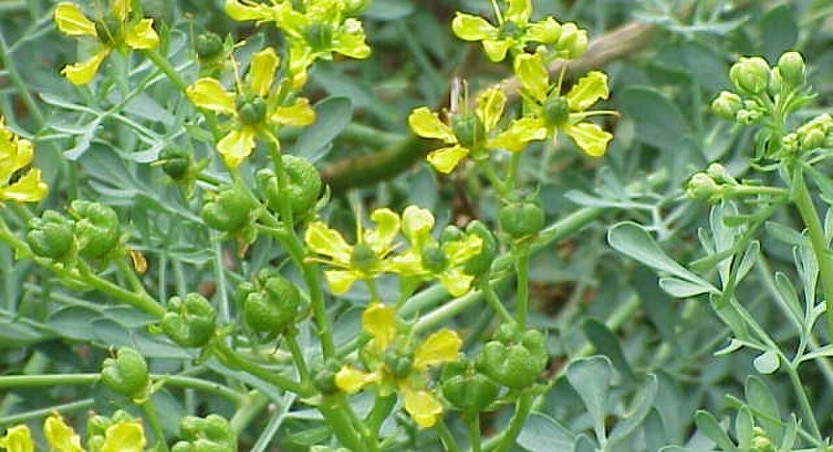سداب