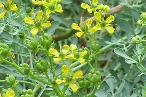 آشنایی با خواص دارویی گیاه سداب در طب سنتی 