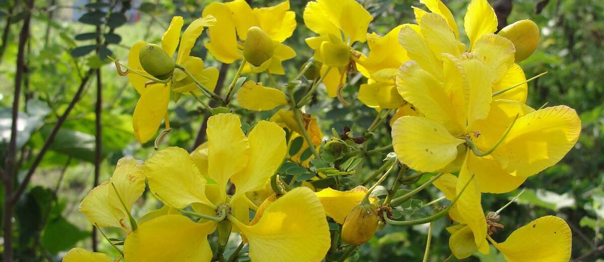 برگ سنا