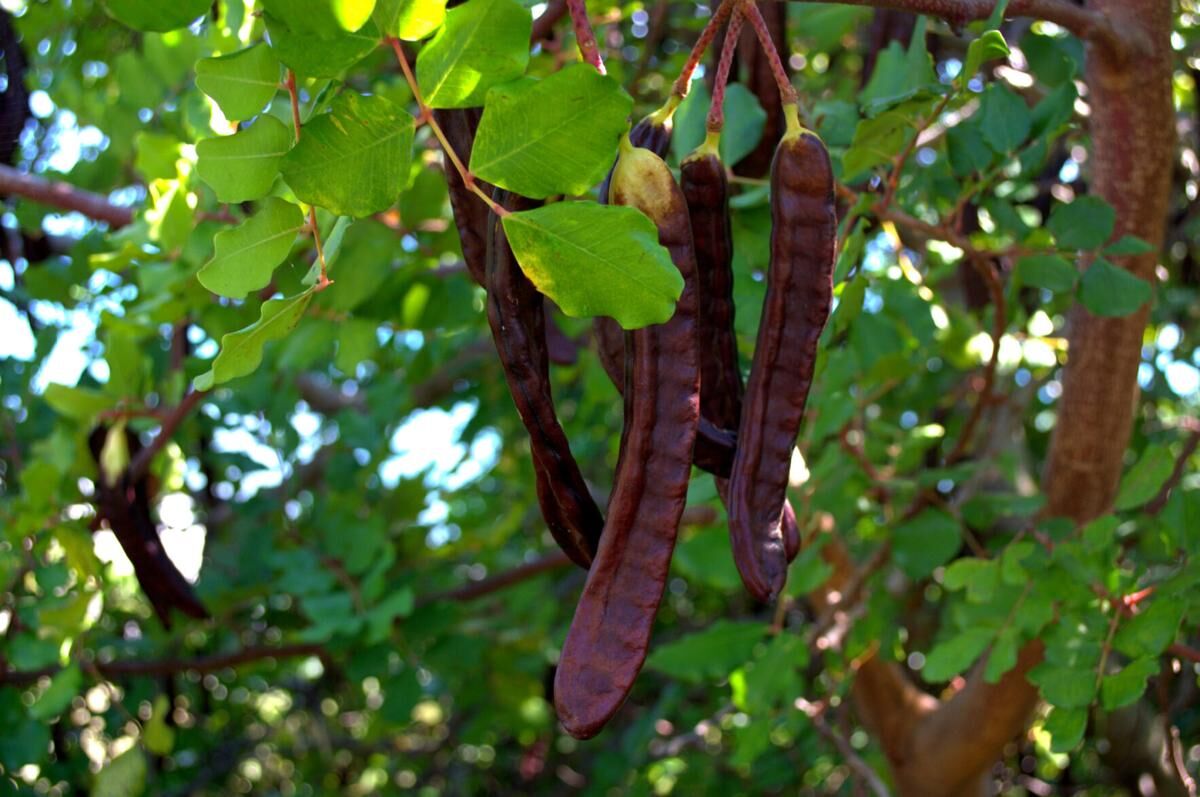 خرنوب