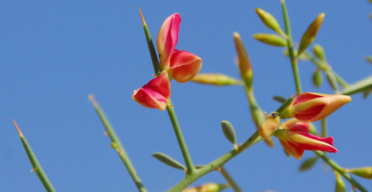 خارشتر
