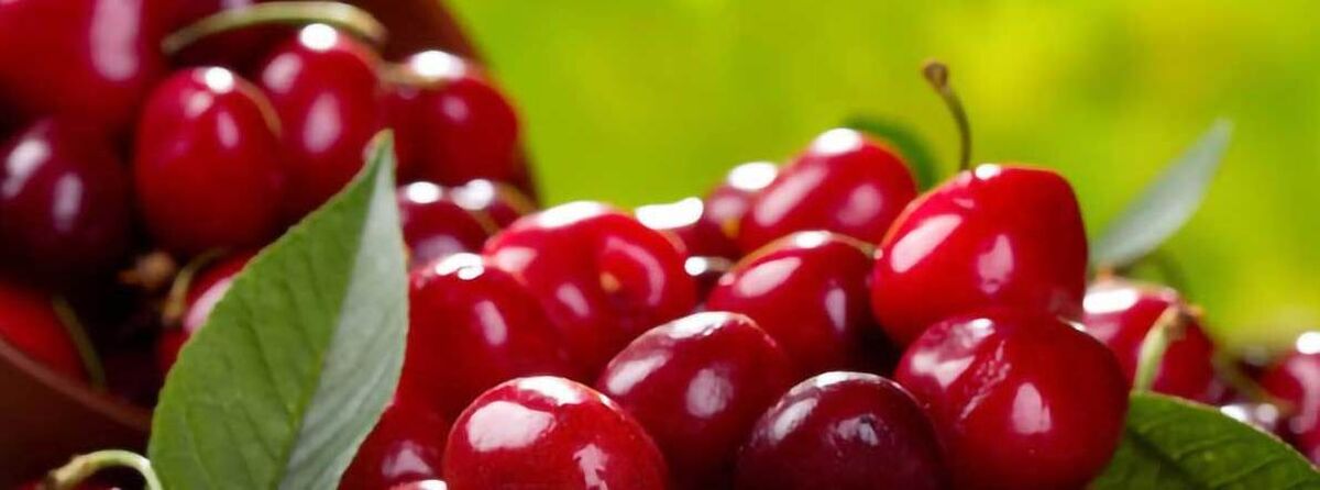 آلبالو برای مردان