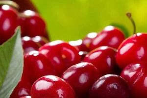 مزه آلبالو شاید ترش باشه اما خواصش برای آقایون شیرینه!