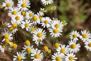 لاغری شکم و پهلو با استفاده از روغن بابونه + نحوه مصرف