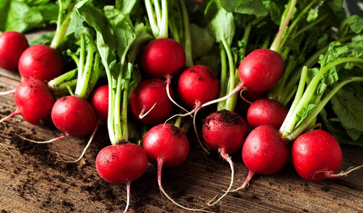 تربچه برای کاهش وزن