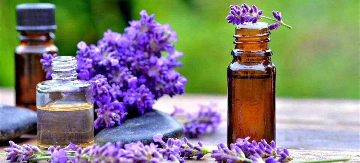 با کمک روغن اسطوخودوس به جنگ پشه ها برو 