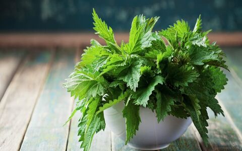 علت خارش و سوزش گزنه چیست؟ + درمان گزنه گزیدگی