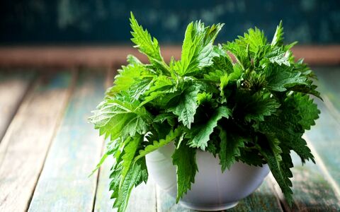 علت خارش و سوزش گزنه چیست؟ + درمان گزنه گزیدگی