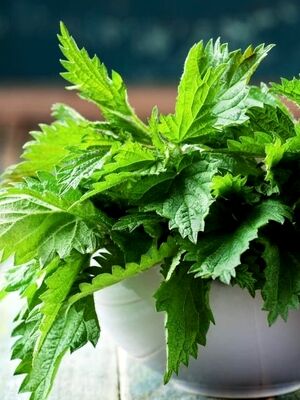 علت خارش و سوزش گزنه چیست؟ + درمان گزنه گزیدگی