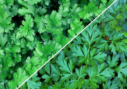 چجوری گشنیز رو از جعفری تشخیص بدیم؟