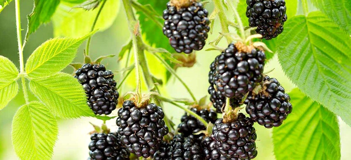 برگ شاه توت و خواص آن برای سلامت بدن 