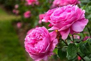 درمان یبوست با گل محمدی + نحوه مصرف