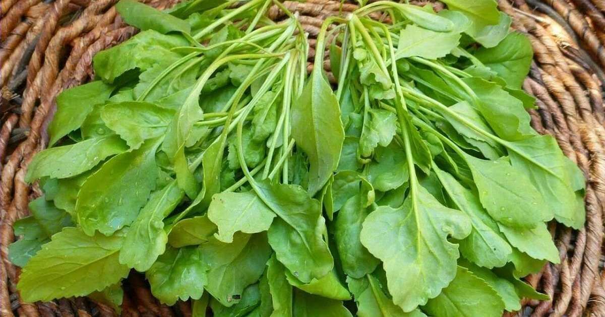 سبزی شاهی