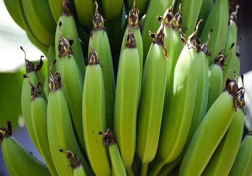 فقط موز سبز بخرید! + فواید موز سبز
