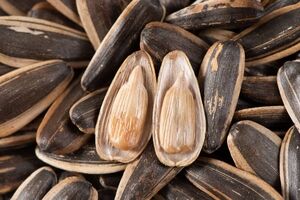 این همه تخمه آفتابگردان می خوری؛ خواصش رو هم می دونی؟! 
