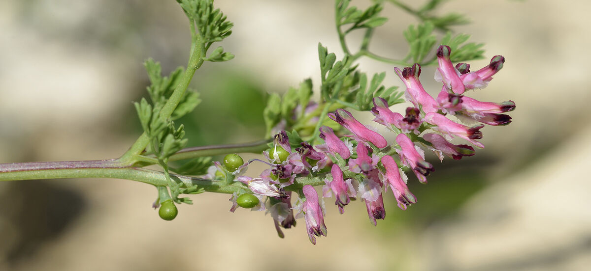 عرق شاتره برای پوست