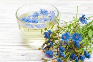 عرق کاسنی و صفر تا صد خواص درمانی آن  + طبع 