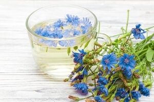 عرق کاسنی و صفر تا صد خواص درمانی آن  + طبع 