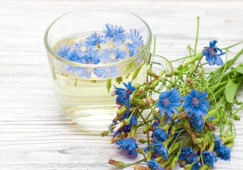 عرق کاسنی و صفر تا صد خواص درمانی آن  + طبع 