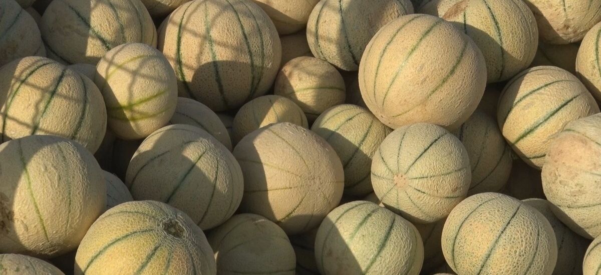 طالبی برای چشم