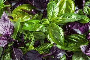 ریحان در بارداری چه خواص و مضراتی دارد؟