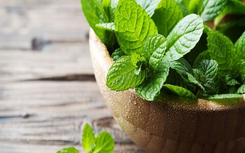 همه چیز در مورد پونه؛ از خواص دارویی تا هشدارهای مصرف + طبع و کالری