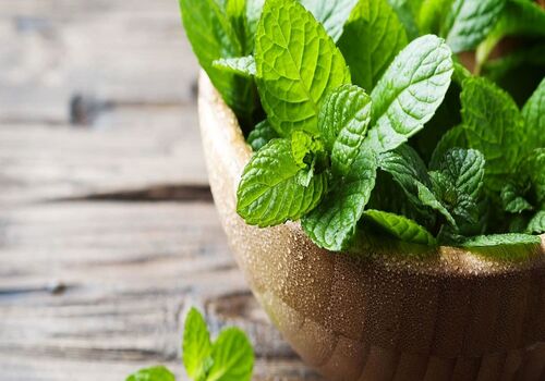 همه چیز در مورد پونه؛ از خواص دارویی تا هشدارهای مصرف + طبع و کالری