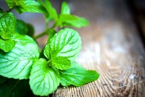ماسک نعنا برای انواع پوست + نحوه تهیه 