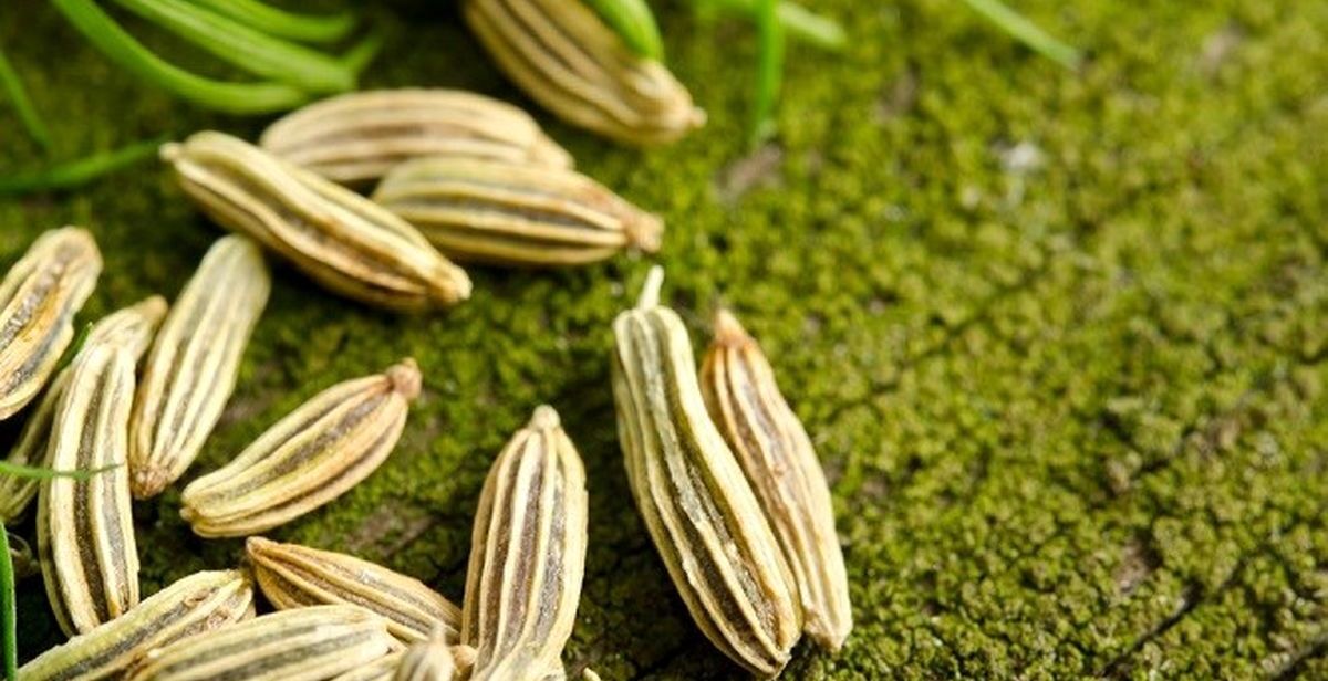برای از بین بردن نفخ شکم، رازیانه بخور | بهترین زمان مصرف رازیانه 