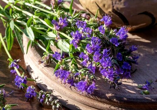 خواص زوفا؛ یک گل زیبا با خواص درمانی بی نظیر 